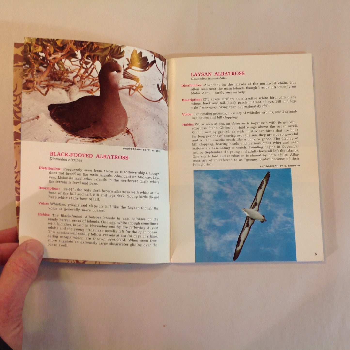 Vintage 1967 Paperback Hawaii's Birds: All in Natural Color Hawaii Audubon Society