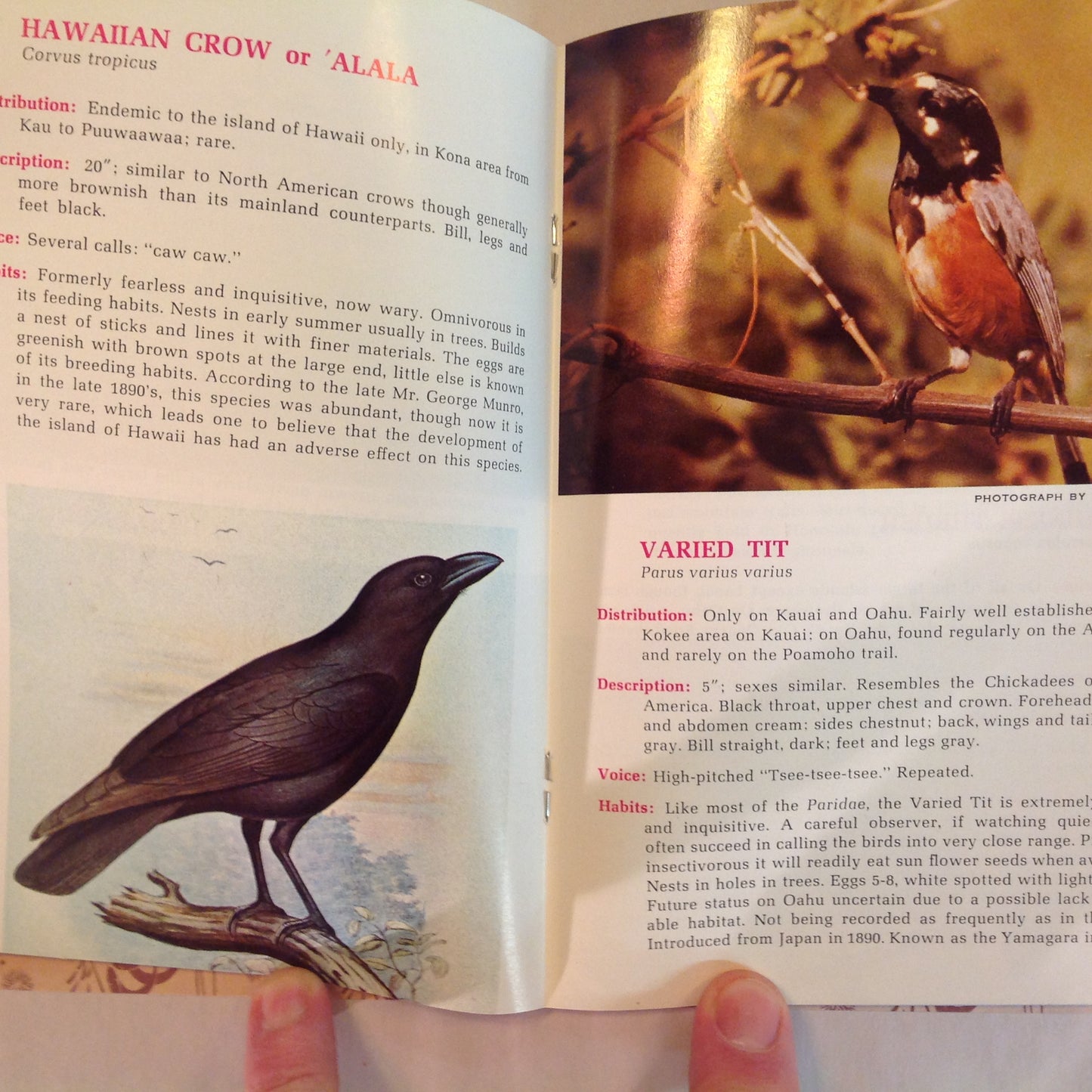 Vintage 1967 Paperback Hawaii's Birds: All in Natural Color Hawaii Audubon Society