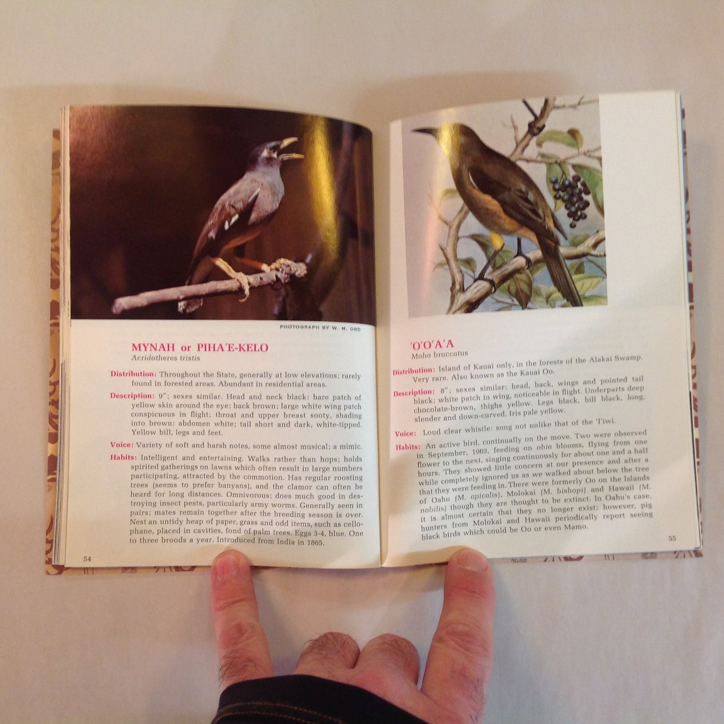 Vintage 1967 Paperback Hawaii's Birds: All in Natural Color Hawaii Audubon Society