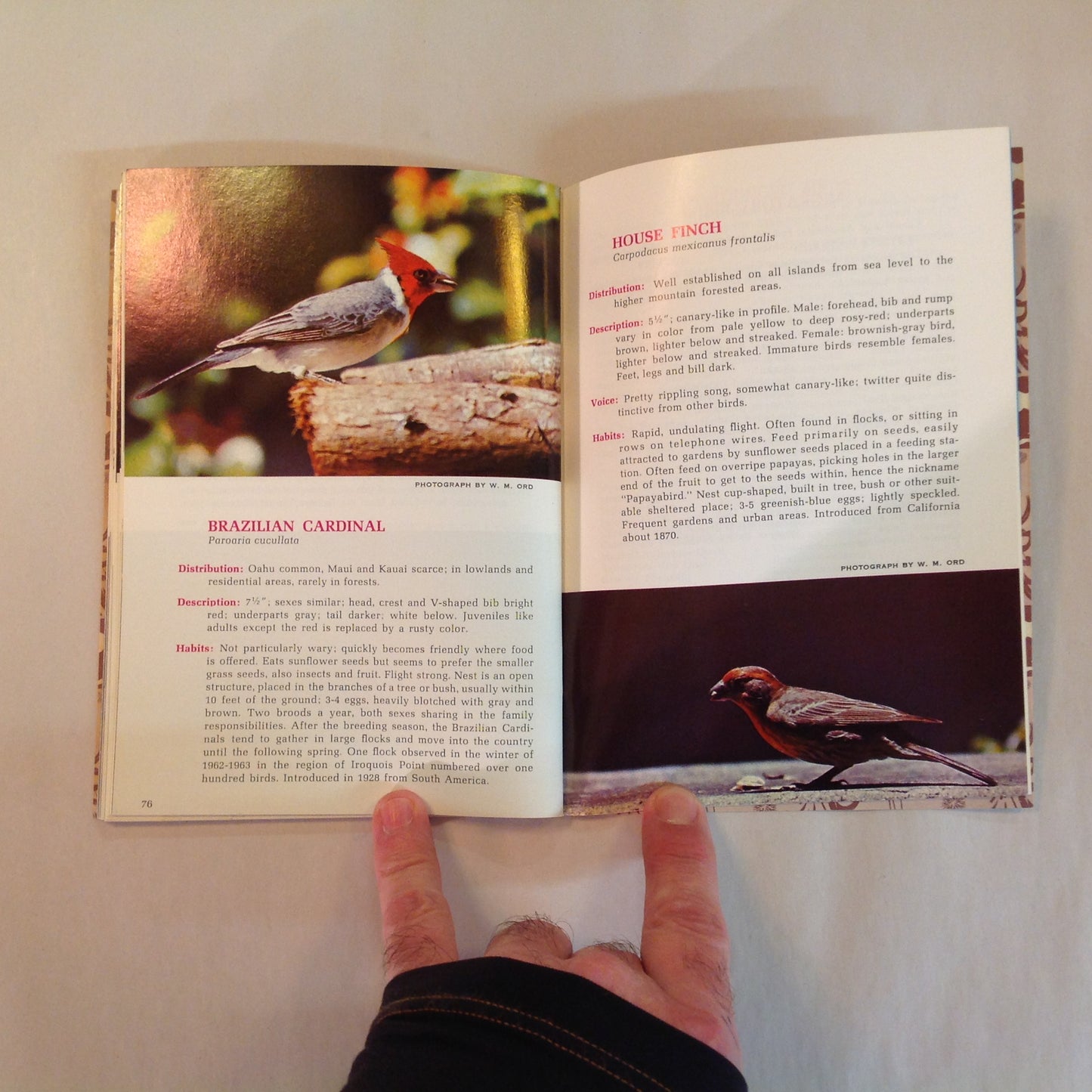 Vintage 1967 Paperback Hawaii's Birds: All in Natural Color Hawaii Audubon Society