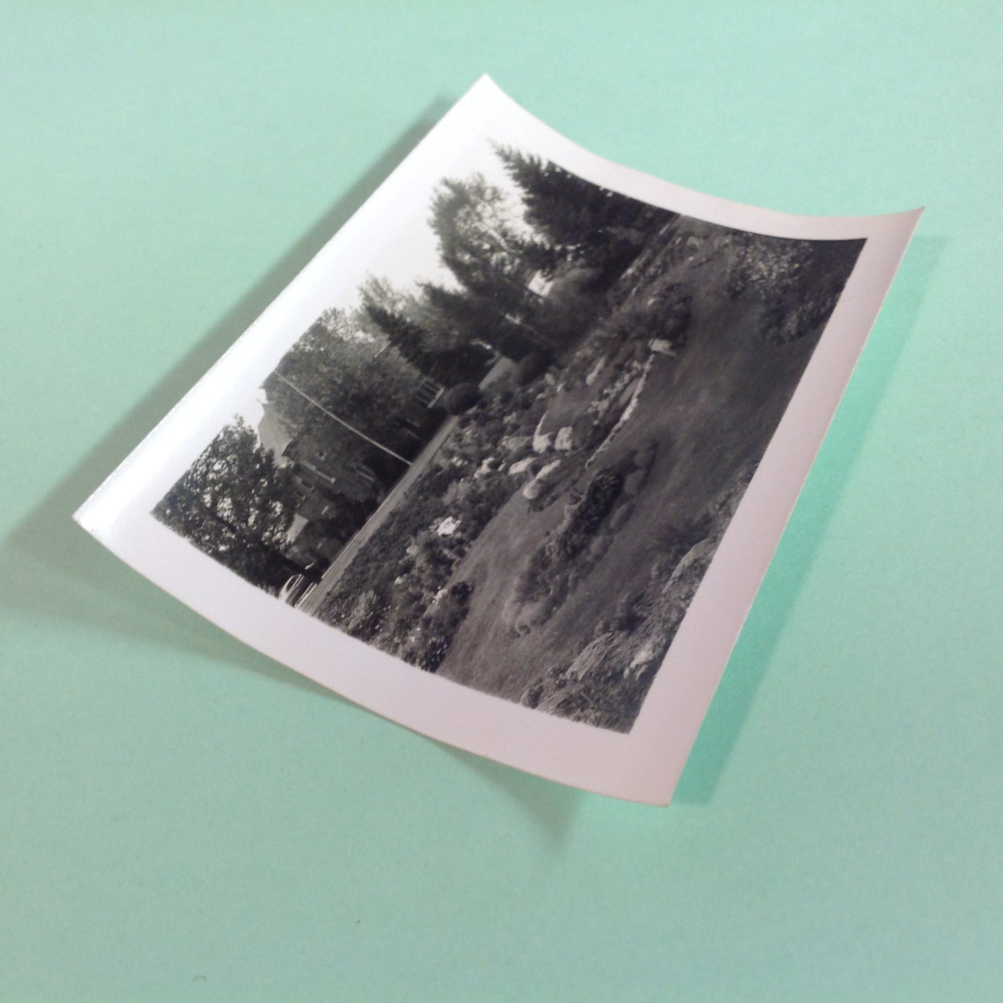 Vintage Mid Century B&W Photo Holland Michigan Tulip Festival Idyllic Garden