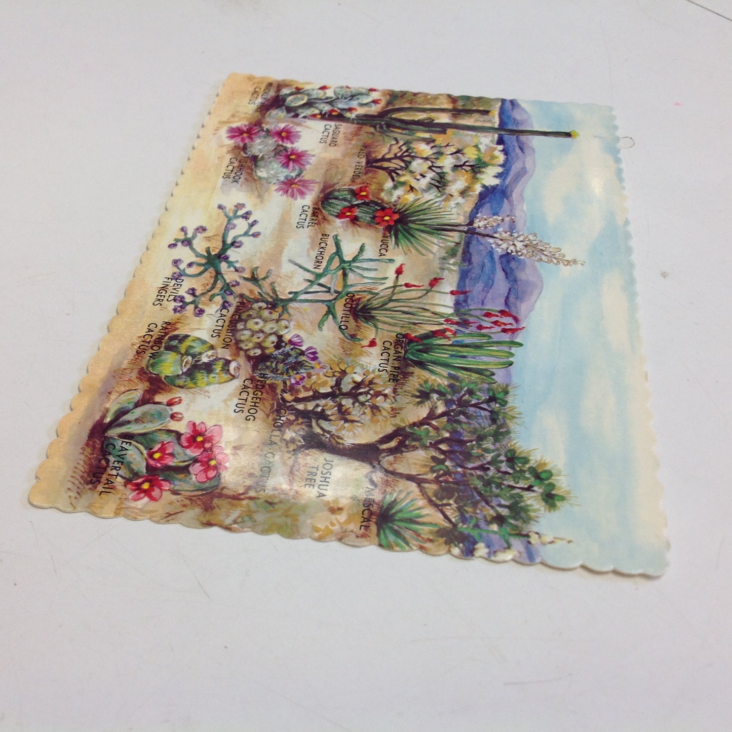 Vintage Dexter Southwest Souvenir Scalloped Edge Color Postcard Desert Plants of the Southwest Near Tucson Arizona