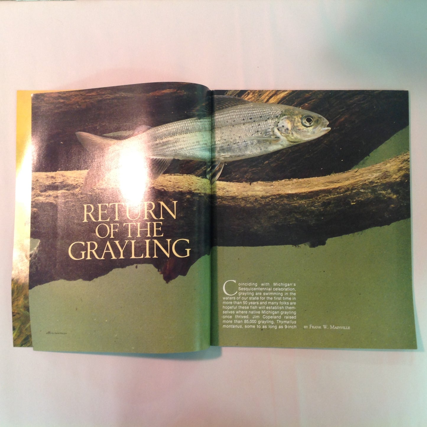 Vintage Jul-Aug 1987 Michigan Natural Resources Magazine The Graylings Are Coming
