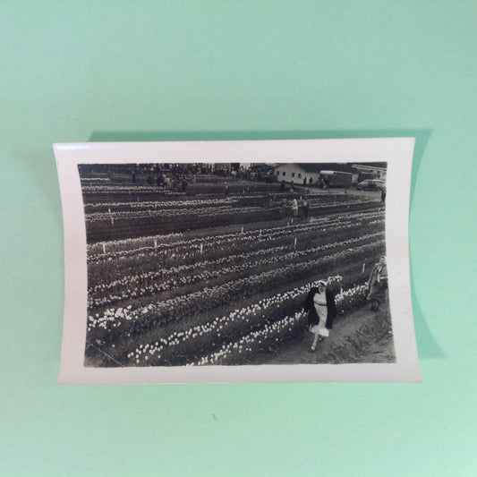 Vintage Mid Century B&W Photo Holland Michigan Tulip Festival Fields of Flowers