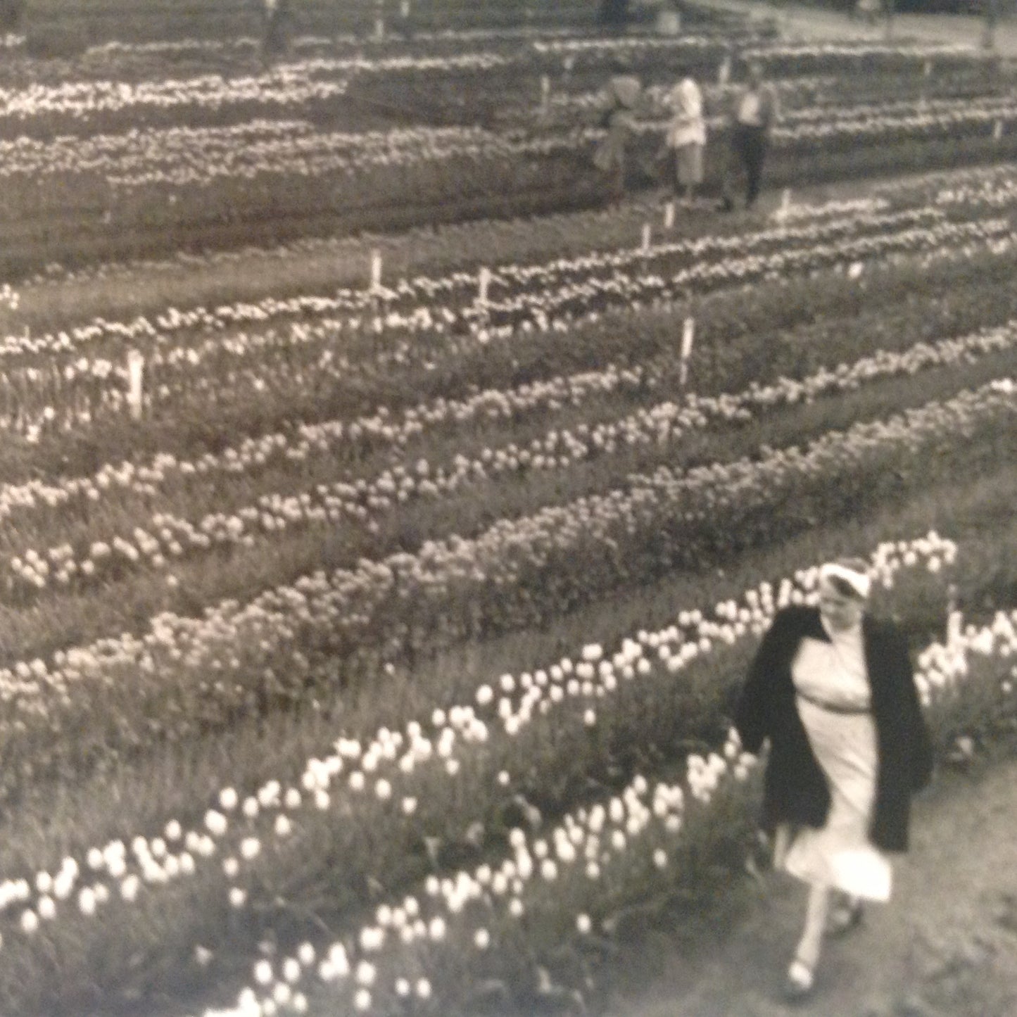 Vintage Mid Century B&W Photo Holland Michigan Tulip Festival Fields of Flowers
