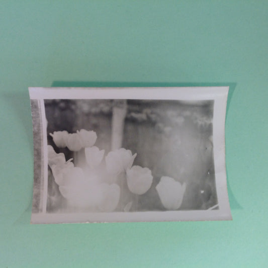 Vintage Mid Century B&W Photo Holland Michigan Tulip Festival Overexposed Light Ghost Tulips