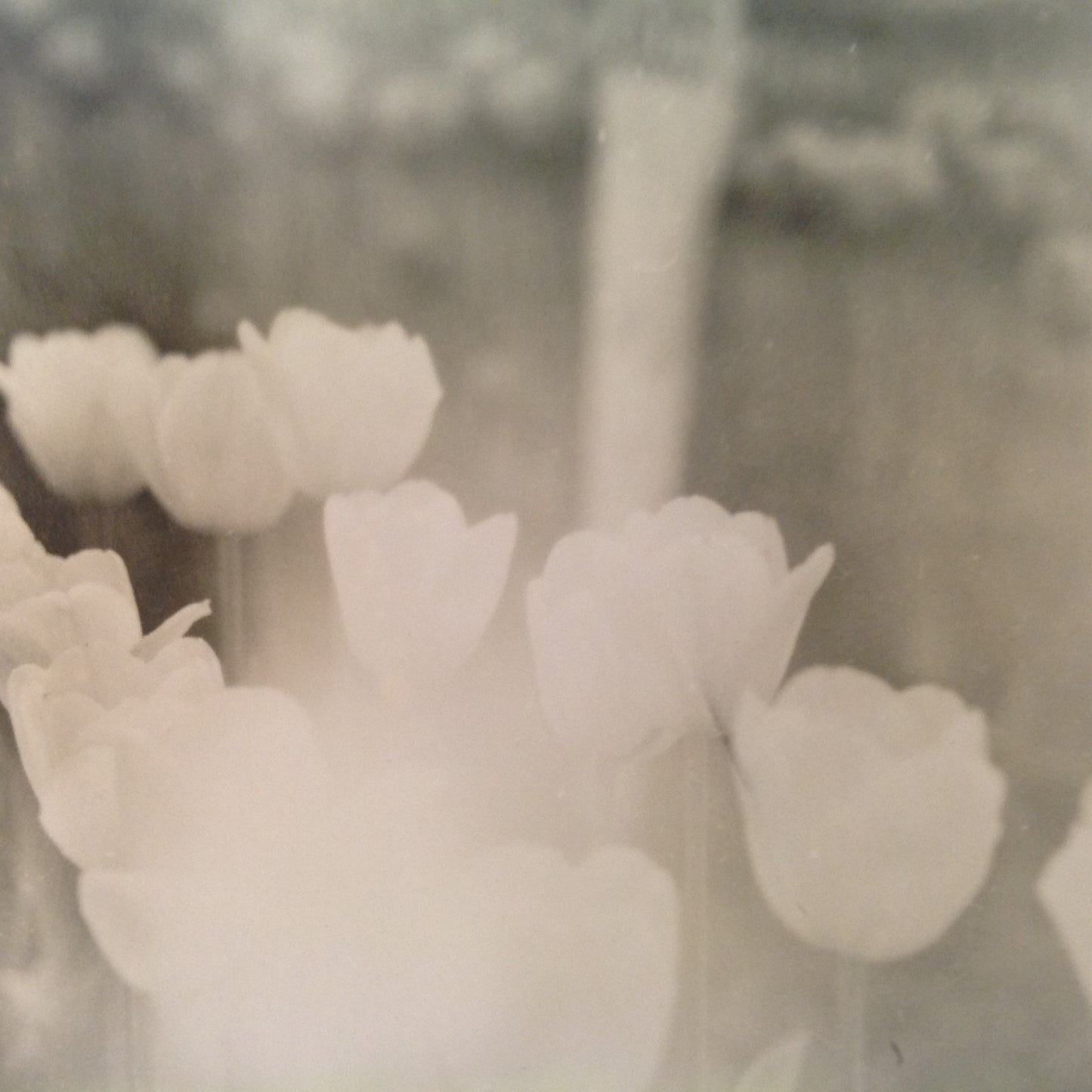Vintage Mid Century B&W Photo Holland Michigan Tulip Festival Overexposed Light Ghost Tulips