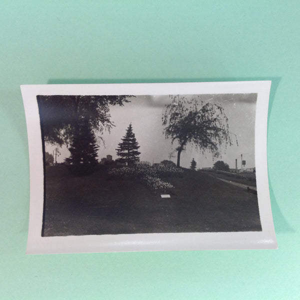 Vintage Mid Century B&W Photo Holland Michigan Tulip Festival Flower Garden with Pines and Weeping Willow
