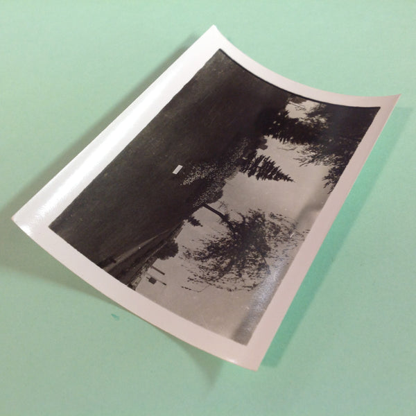 Vintage Mid Century B&W Photo Holland Michigan Tulip Festival Flower Garden with Pines and Weeping Willow