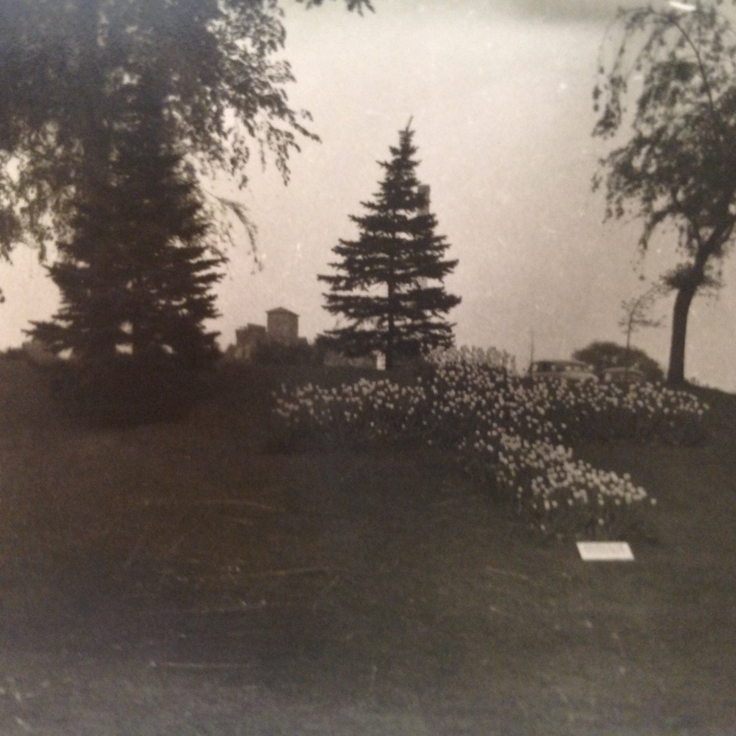 Vintage Mid Century B&W Photo Holland Michigan Tulip Festival Flower Garden with Pines and Weeping Willow