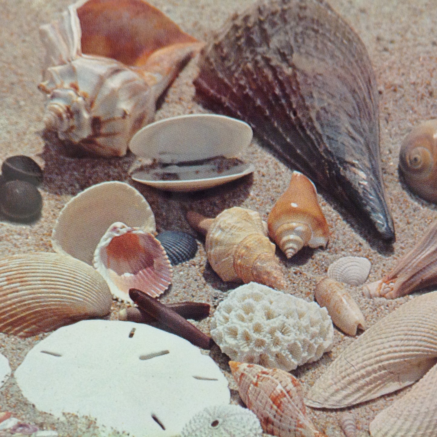 Vintage Color Postcard Treasures From the Gulf Coast Beach Shells Guide