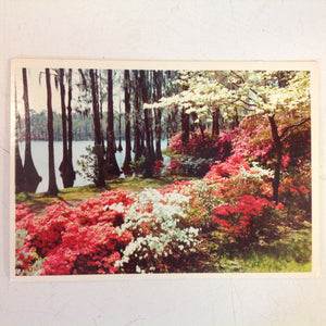 Vintage Color Postcard Mobile Alabama Azaleas Bloom in Springtime