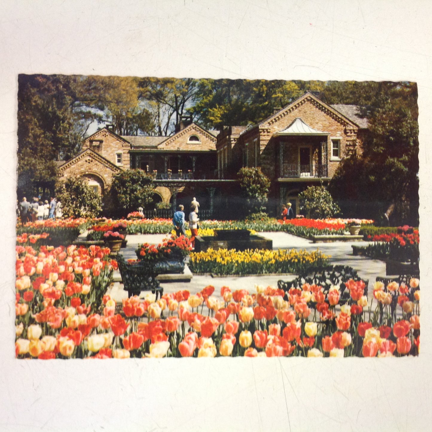 Vintage Color Scalloped Edged Postcard Bellingrath Home Tulips in Bloom Mobile Alabama
