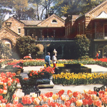 Vintage Color Scalloped Edged Postcard Bellingrath Home Tulips in Bloom Mobile Alabama