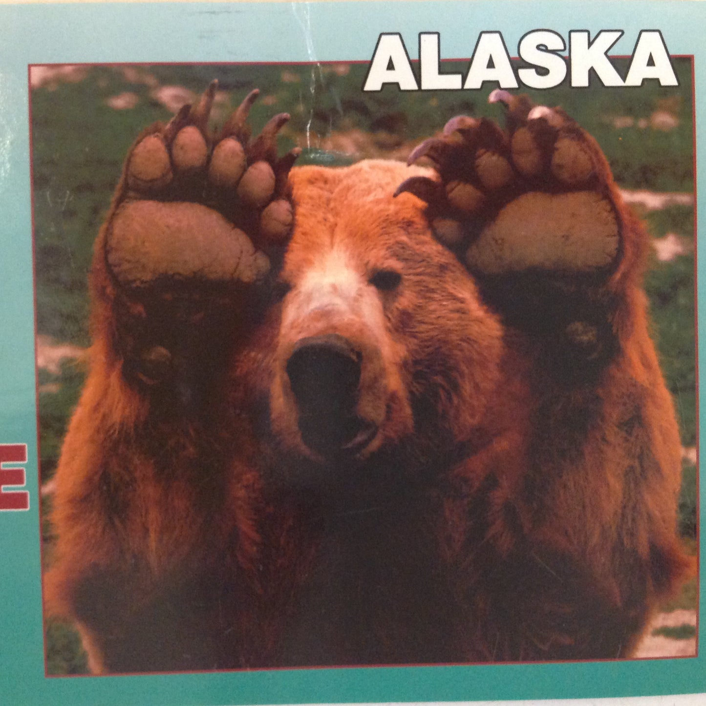 Vintage 1998 Arctic Circle Enterprises Grizzly Bear Don't Take My Picture Anchorage Alaska