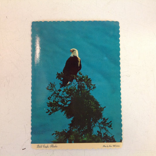 Vintage Arctic Circle Enterprises Scalloped Edge Color Postcard Bald Eagle Steve McCutcheon Photo Anchorage Alaska