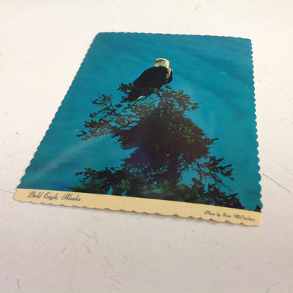 Vintage Arctic Circle Enterprises Scalloped Edge Color Postcard Bald Eagle Steve McCutcheon Photo Anchorage Alaska