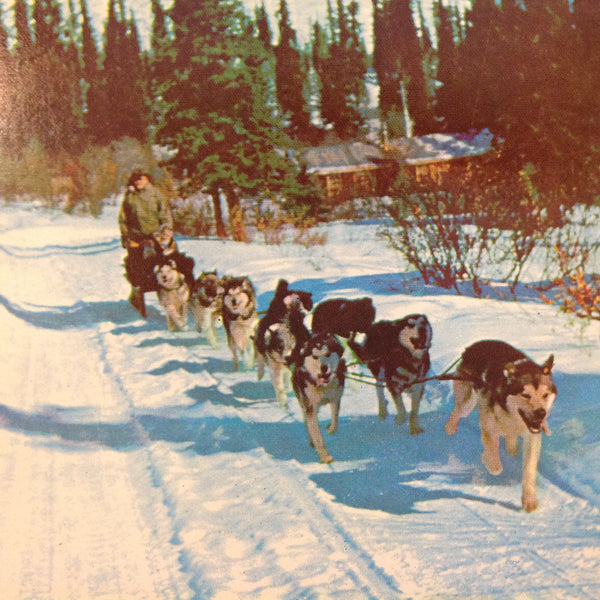 Vintage Continental Card Color Scalloped Edge Postcard Husky Dog Team Anchorage Alaska