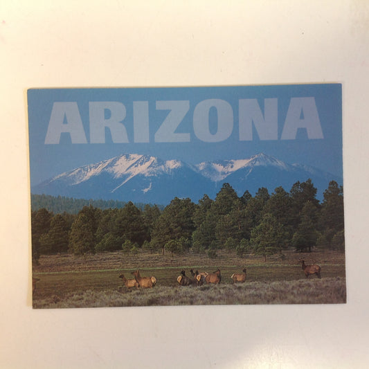 Vintage Color Postcard Elk Grazing at Foot of San Francisco Mountains Arizona