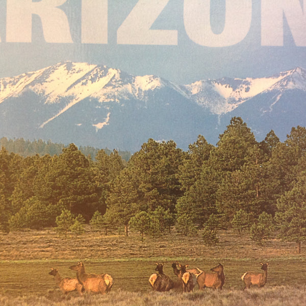 Vintage Color Postcard Elk Grazing at Foot of San Francisco Mountains Arizona