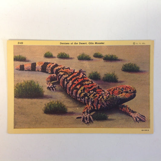 Vintage Curteich Color Postcard Denizen of the Desert Gila Monster Tucson Arizona