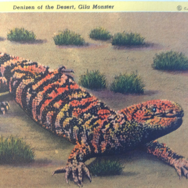 Vintage Curteich Color Postcard Denizen of the Desert Gila Monster Tucson Arizona