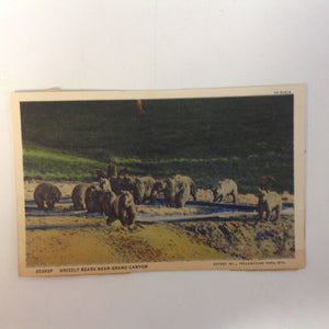 Vintage Mid Century Haynes Inc Curteich Color Postcard Grizzly Bears Near Otter Creek Grand Canyon National Park Arizona