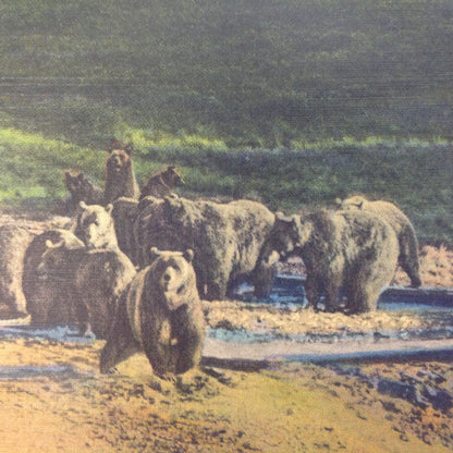 Vintage Mid Century Haynes Inc Curteich Color Postcard Grizzly Bears Near Otter Creek Grand Canyon National Park Arizona