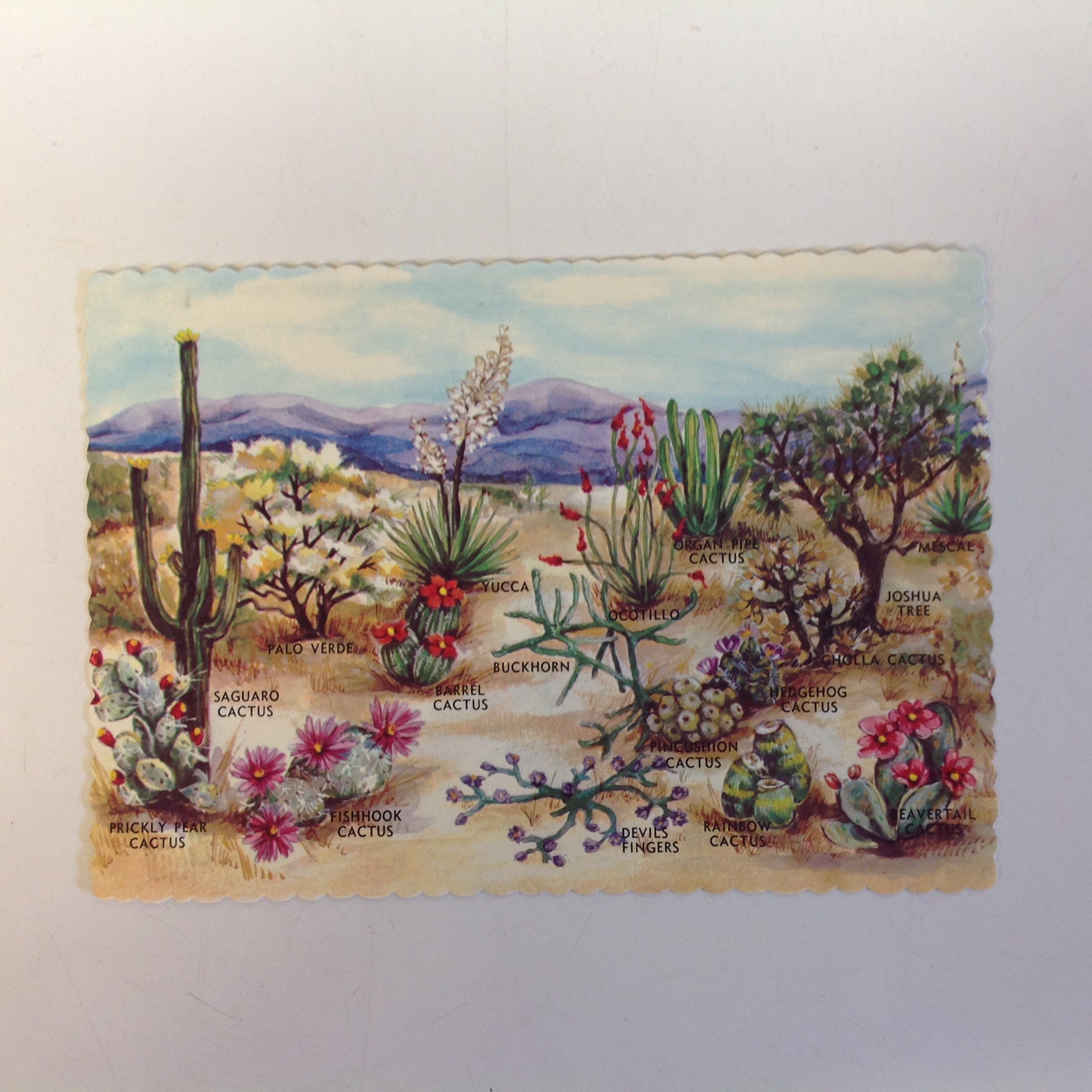 Vintage Dexter Southwest Souvenir Scalloped Edge Color Postcard Desert Plants of the Southwest Near Tucson Arizona