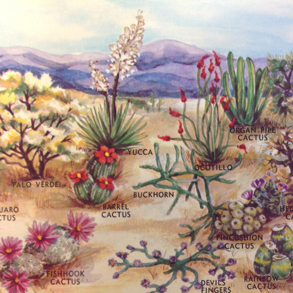 Vintage Dexter Southwest Souvenir Scalloped Edge Color Postcard Desert Plants of the Southwest Near Tucson Arizona