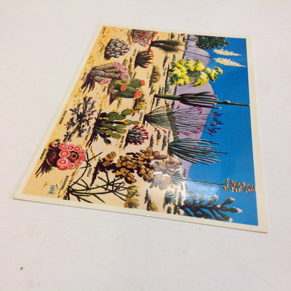 Vintage Petley Studios Larry Toschik Painting Souvenir Color Postcard Cacti and Desert Flora of the Great Southwest Phoenix Arizona