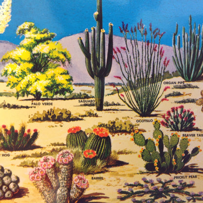 Vintage Petley Studios Larry Toschik Painting Souvenir Color Postcard Cacti and Desert Flora of the Great Southwest Phoenix Arizona