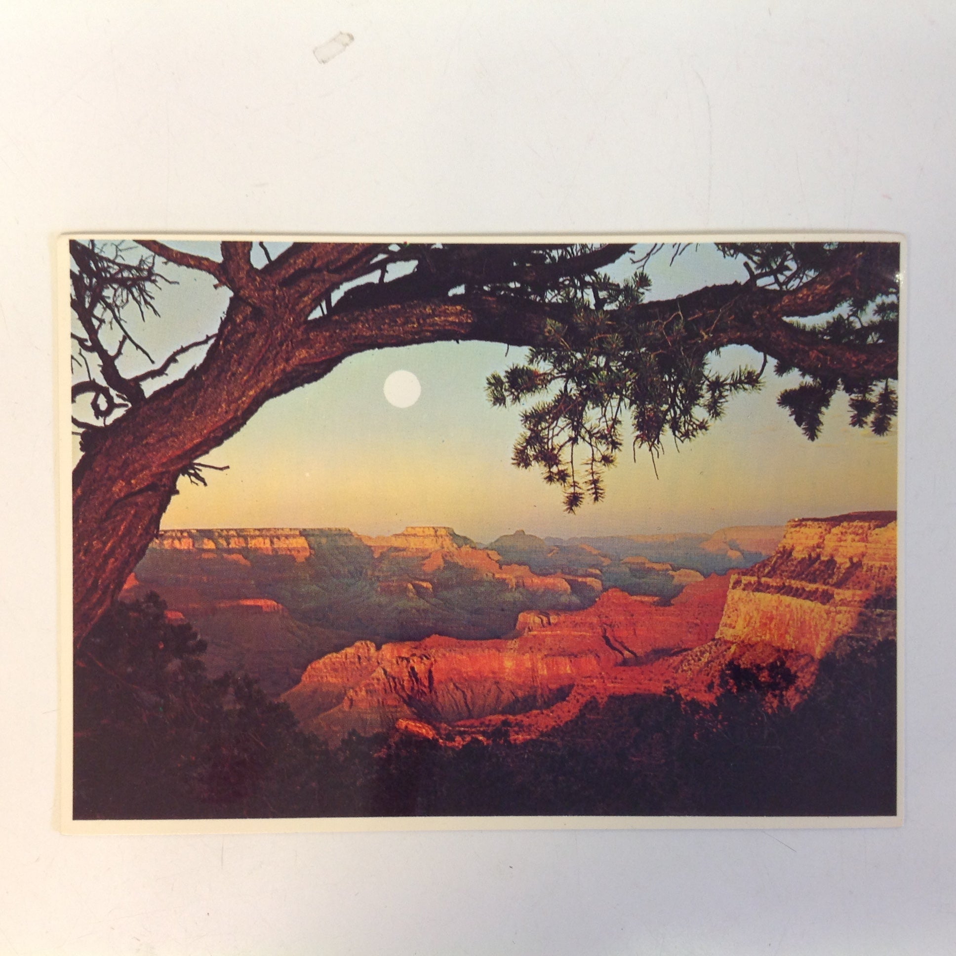 Vintage Petley Studios Souvenir Plastichrome Color Postcard Evening Sunset Panorama Framed by Tree Grand Canyon National Park Arizona