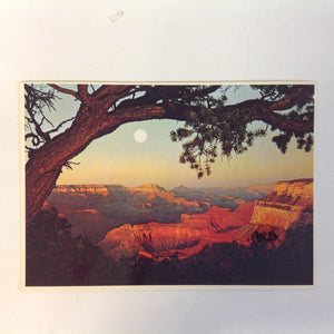 Vintage Petley Studios Souvenir Plastichrome Color Postcard Evening Sunset Panorama Framed by Tree Grand Canyon National Park Arizona