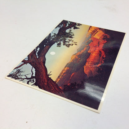 Vintage Petley Studios Souvenir Plastichrome Color Postcard Evening Sunset Panorama Framed by Tree Grand Canyon National Park Arizona