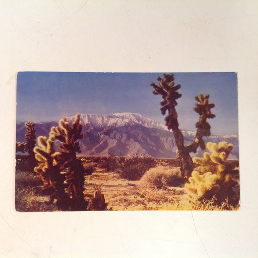 Vintage Souvenir Kodachrome Natural ColorCard Color Postcard Desert Cactus Outside Los Angeles California