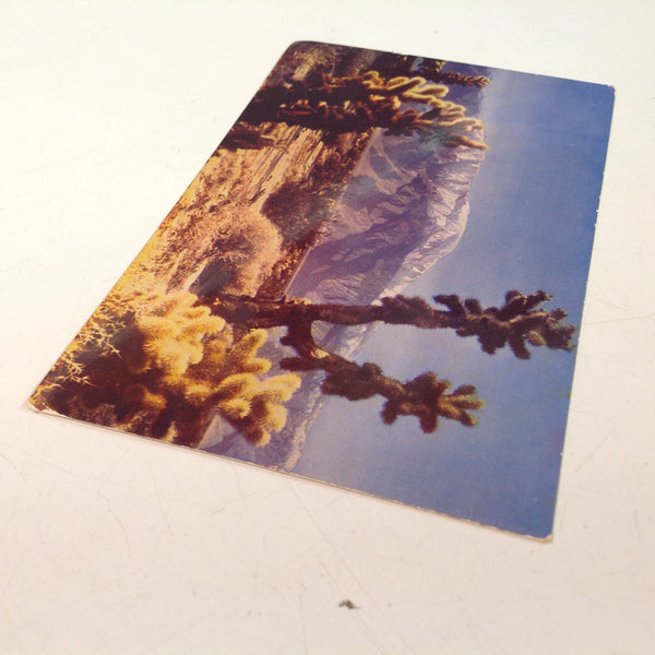 Vintage Souvenir Kodachrome Natural ColorCard Color Postcard Desert Cactus Outside Los Angeles California