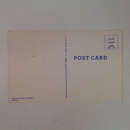 Vintage Dexter Press Repro Souvenir Color Postcard Primrose Creek Banks Greetings From Fullerton California