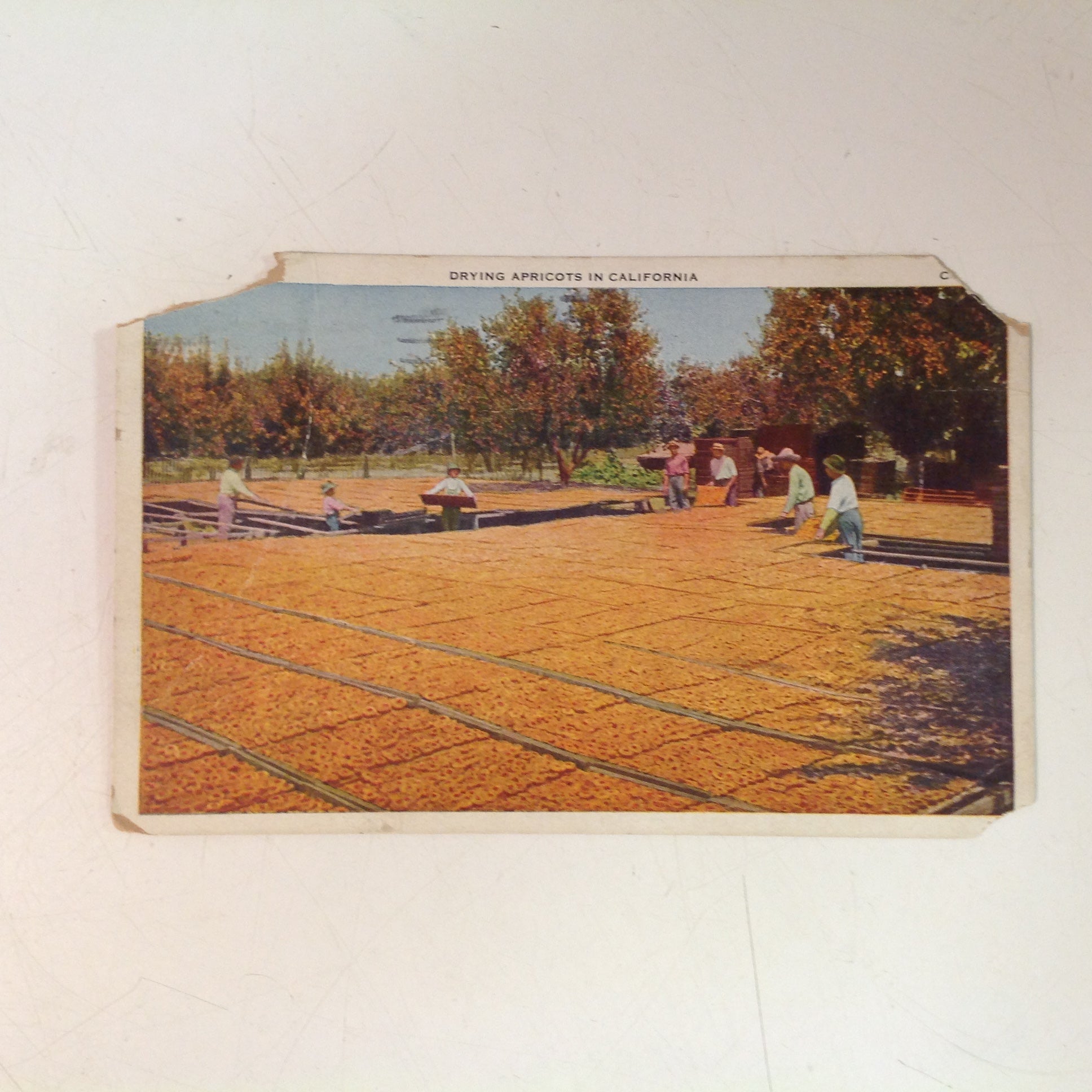 Vintage 1927 Pacific Novelty Co Souvenir Color Postcard Drying Apricots in California