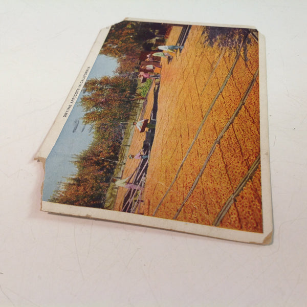 Vintage 1927 Pacific Novelty Co Souvenir Color Postcard Drying Apricots in California