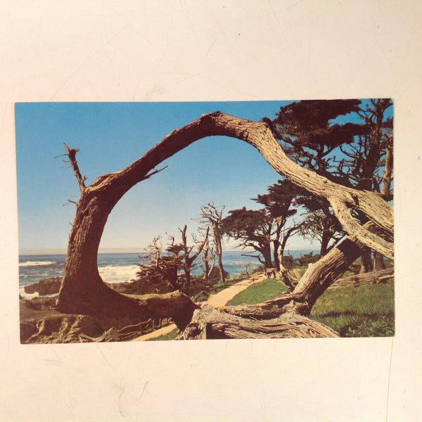 Vintage Donmar Sales Souvenir Color Mirro-Krome Postcard The Grotesque Cypress Pebble Beach California