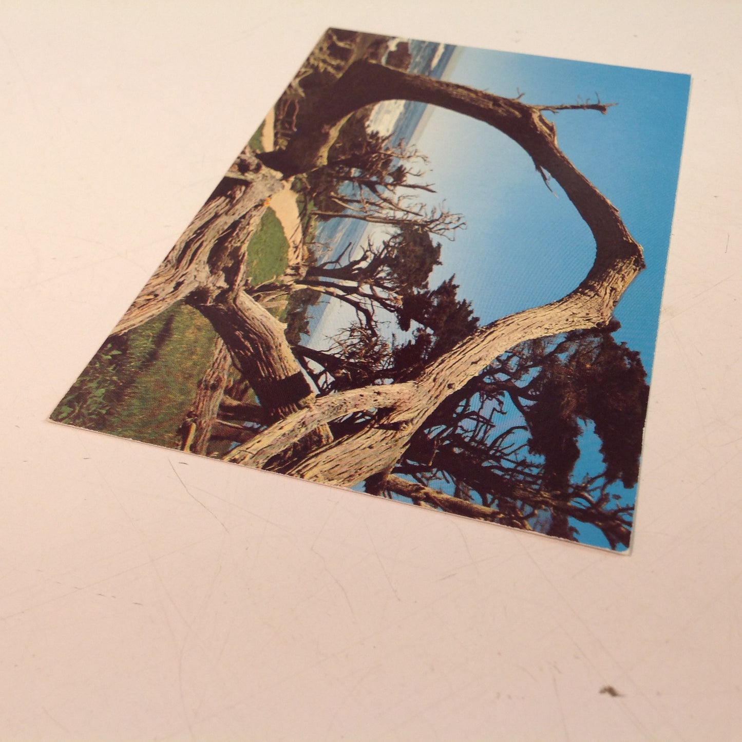 Vintage Donmar Sales Souvenir Color Mirro-Krome Postcard The Grotesque Cypress Pebble Beach California
