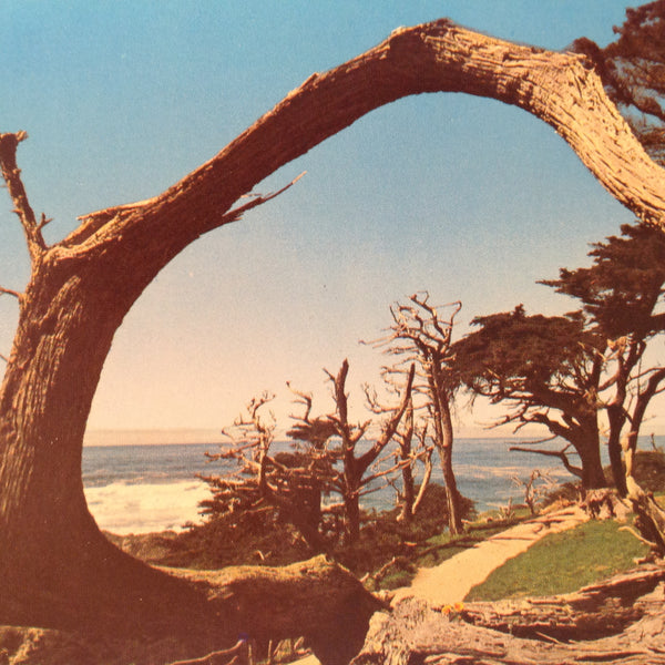 Vintage Donmar Sales Souvenir Color Mirro-Krome Postcard The Grotesque Cypress Pebble Beach California