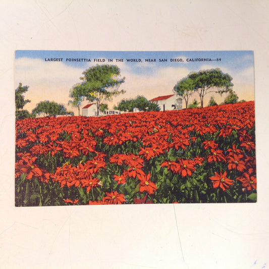 Vintage Hopkins News Agency Natural Color Card Souvenir Color Postcard Largest Poinsettia Field in the World Near San Diego California