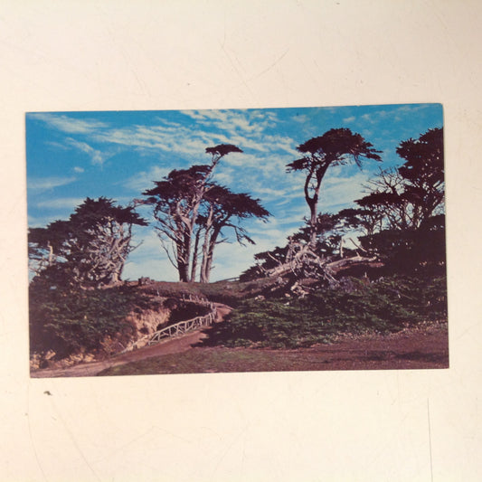 Vintage Bell News Agency Souvenir Color Postcard Gnarled Monterey Cypress 17 Mile Drive Pebble Beach California
