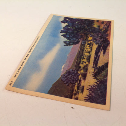 Vintage Mid Century Color Postcard Creosote Bush on the Desert in California