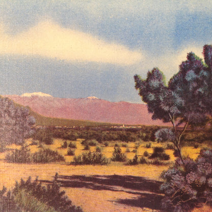 Vintage Mid Century Color Postcard Creosote Bush on the Desert in California