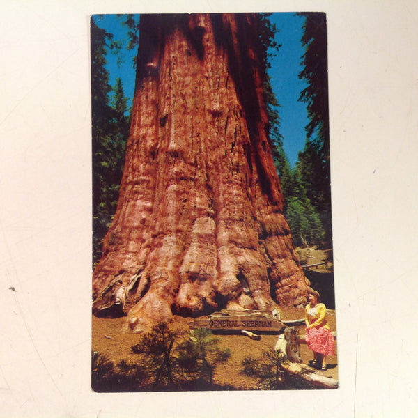 Vintage H S Crocker Mirro-Krome Sequoia Natural Color Souvenir Color Postcard General Sherman Tree Sequoia National Park California