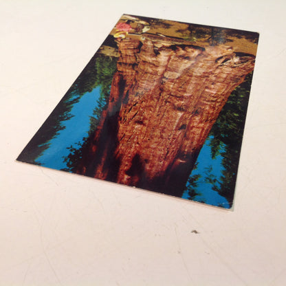 Vintage H S Crocker Mirro-Krome Sequoia Natural Color Souvenir Color Postcard General Sherman Tree Sequoia National Park California