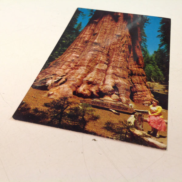 Vintage H S Crocker Mirro-Krome Sequoia Natural Color Souvenir Color Postcard General Sherman Tree Sequoia National Park California